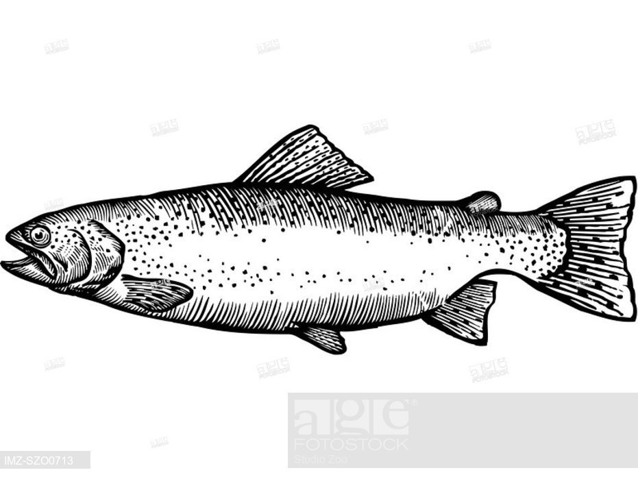 931x699 A Black And White Drawing Of A Rainbow Trout, Stock Photo, Picture - Trout Drawing Black And White