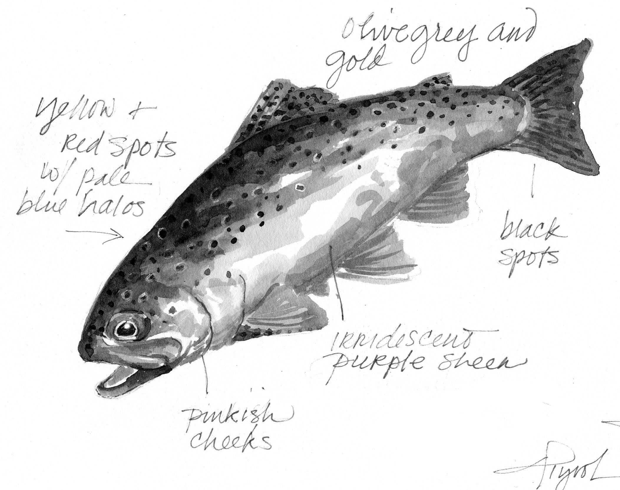 2105x1665 Adirondack Fishing How The Trout Got Its Spots - Trout Drawing Black And White