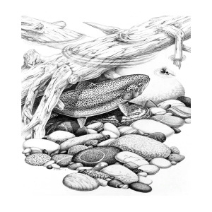 300x300 Black And White Rainbow Trout Painting - Trout Drawing Black And White