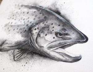 300x233 black white brown trout nathan brown art - Trout Drawing Black And White