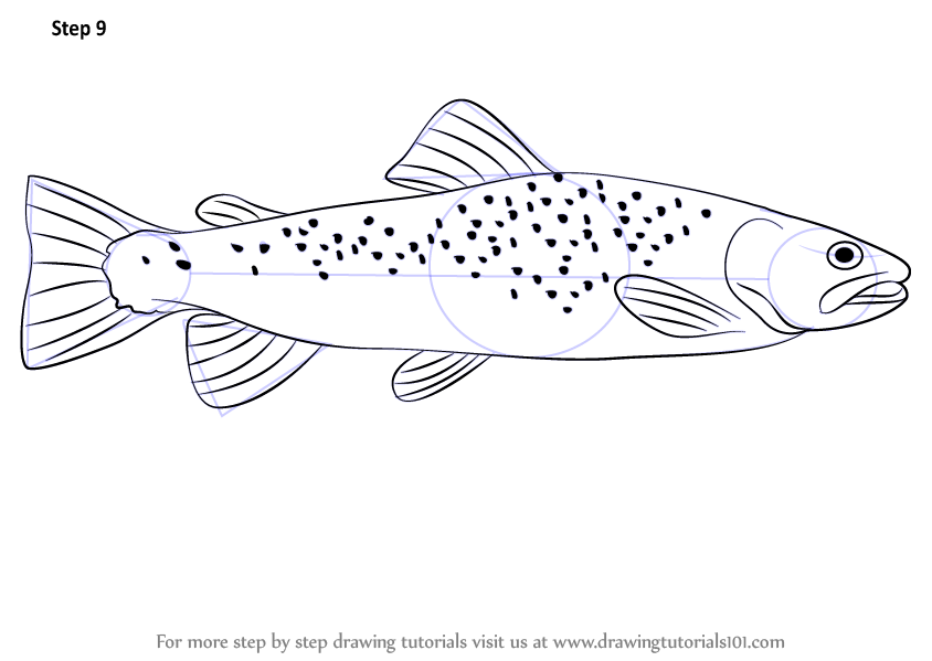 Trout Fish Drawing At Paintingvalley Com Explore Collection Of