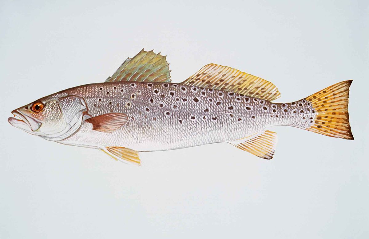 1200x779 Cynoscion Nebulosus - Trout Fish Drawing