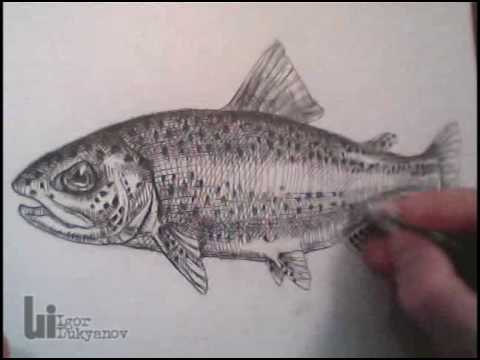 480x360 Drawing A Fish - Trout Fish Drawing