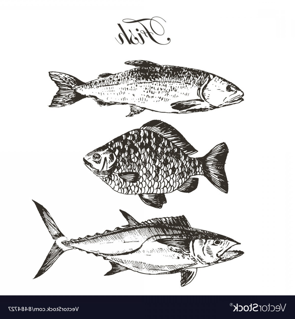 1200x1296 fish sketch drawing salmon trout carp vector soidergi - Trout Fish Drawing
