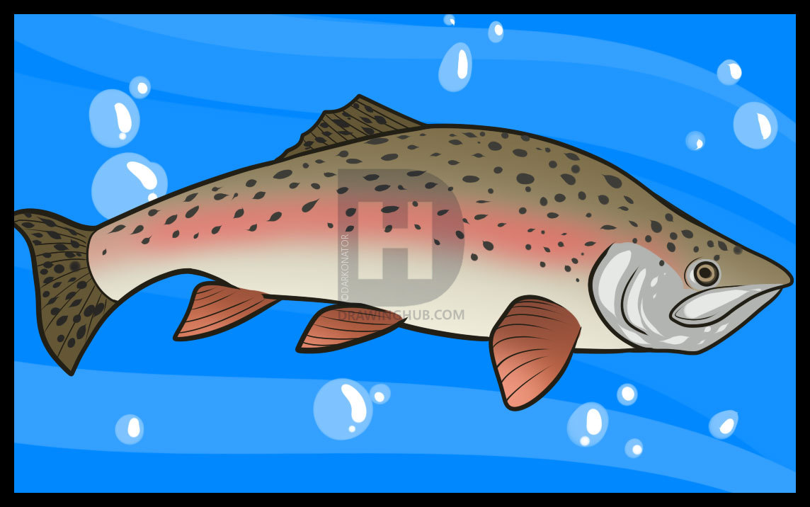 1144x716 how to draw a trout, trout fish, step - Trout Fish Drawing