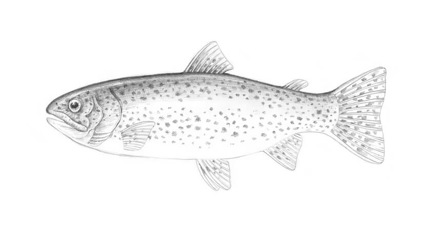 850x453 How To Draw A Fish - Trout Fish Drawing