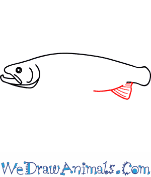 300x350 How To Draw A Trout - Trout Fish Drawing