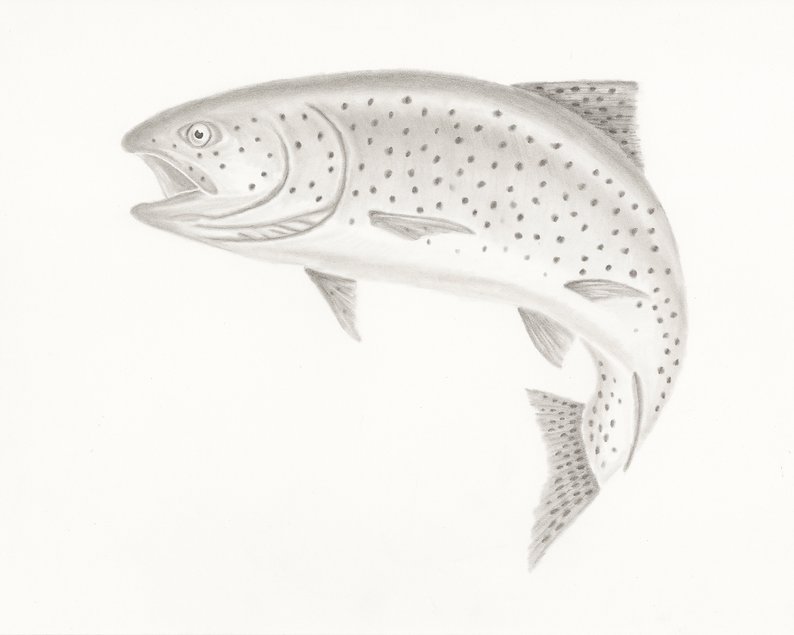 794x635 rainbow trout drawing signed print trout fishing fly etsy - Trout Fish Drawing