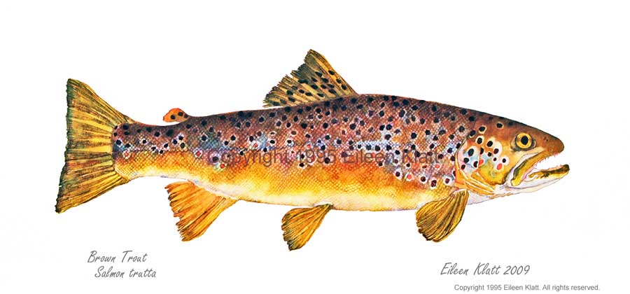 900x420 the art of eileen klatt new fish, old favorites - Trout Fish Drawing
