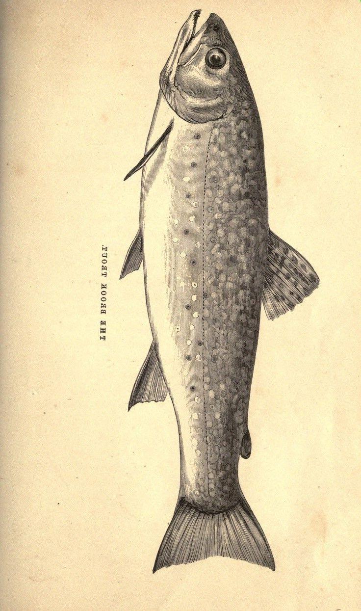 736x1245 Top Trout Fishing Fly Drawing - Trout Fish Drawing