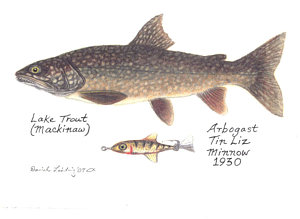 300x219 Trout Fishing Drawings - Trout Fish Drawing
