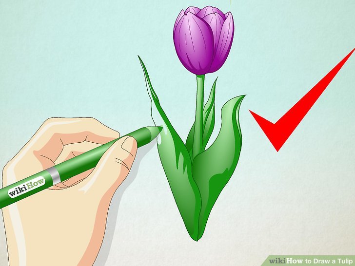 728x546 How To Draw A Tulip Steps - Tulip Drawing