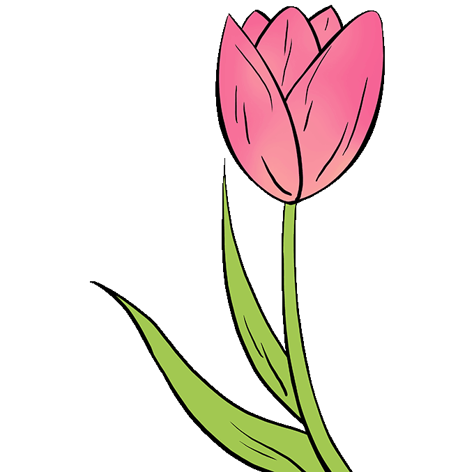 tulip-drawing-at-paintingvalley-explore-collection-of-tulip-drawing