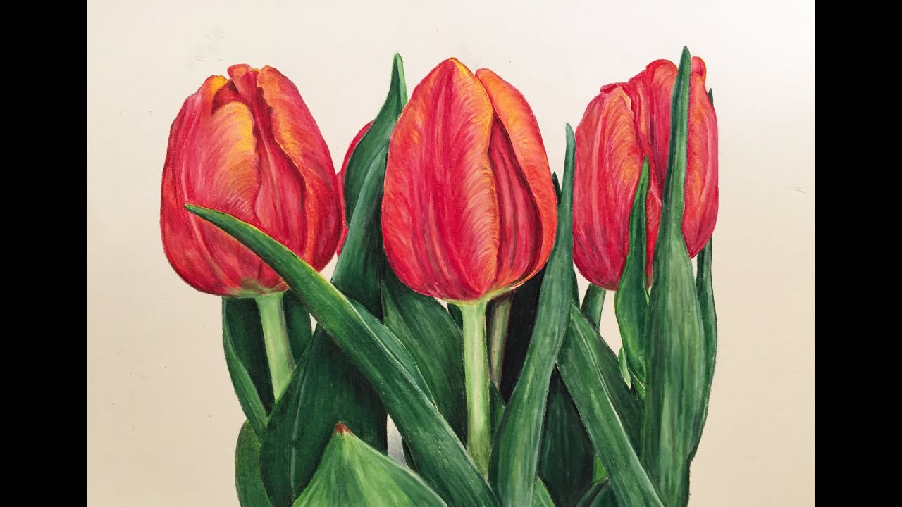 1280x720 Prismacolor Colored Pencil Tulip Speed Drawing - Tulip Drawing