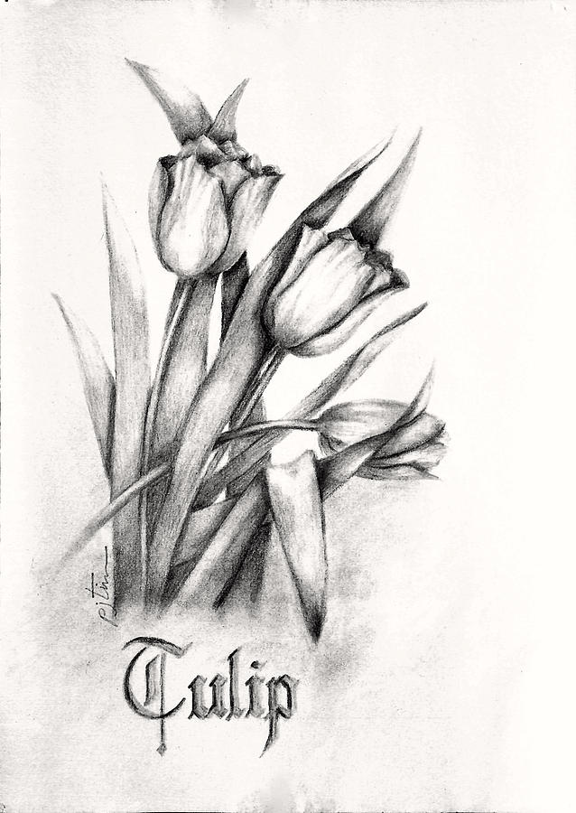 638x900 Tulip Drawing - Tulip Drawing