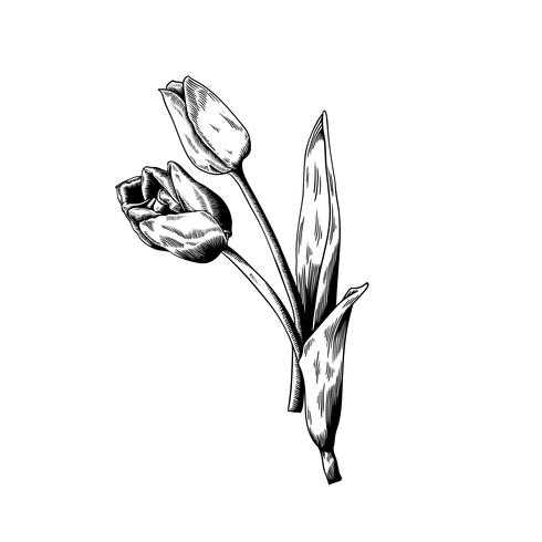 490x490 Tulip Drawing Flower Nature Vector Icon On White Background - Tulip Drawing