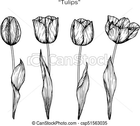 450x403 Tulip Flower Drawing - Tulip Drawing