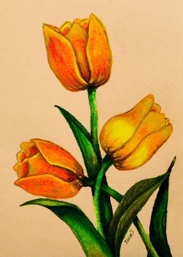 640x900 Tulips Drawing - Tulip Drawing