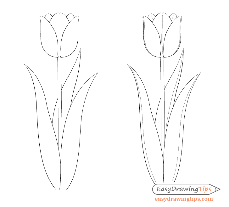 728x660 Easy Tulip Drawing Step - Tulip Drawing