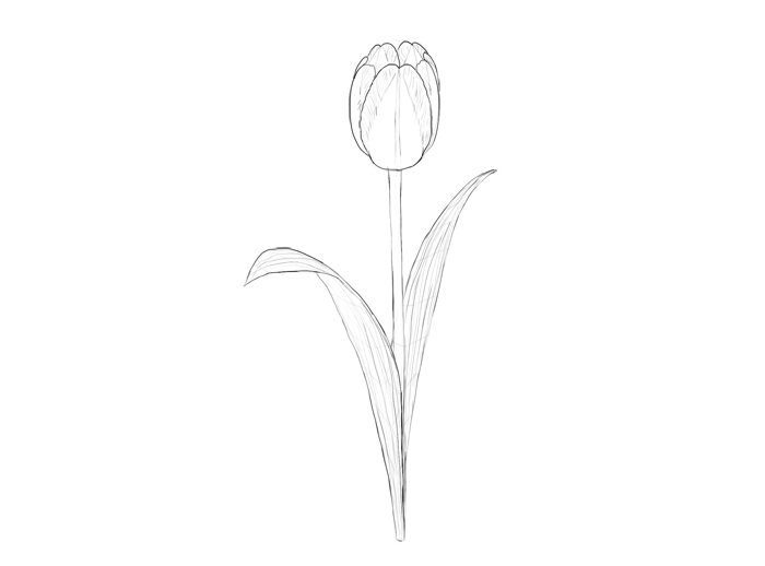 Tulip Drawing at PaintingValley.com | Explore collection of Tulip Drawing