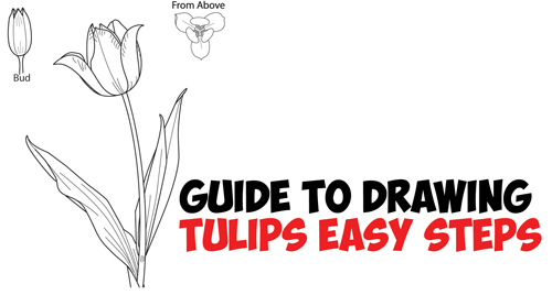 500x268 How To Draw Tulips - Tulip Drawing Step By Step