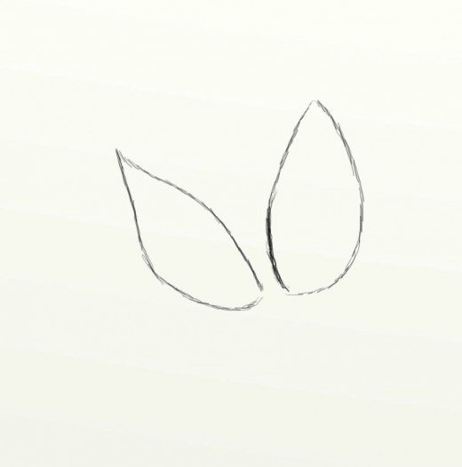 520x525 How To Draw A Beautiful Tulip Feltmagnet - Tulip Drawing Step By Step