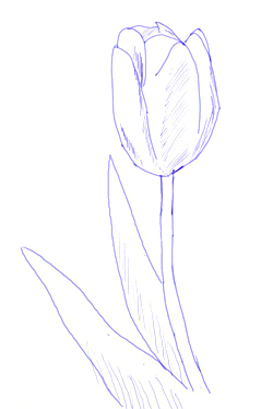250x374 How To Draw A Tulip - Tulip Drawing Step By Step