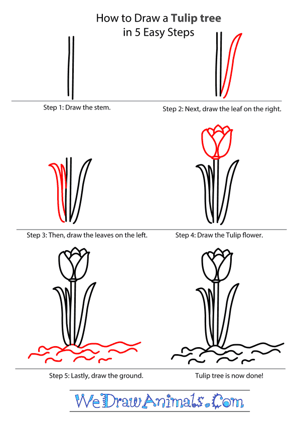 600x838 How To Draw A Tulip Tree - Tulip Drawing Step By Step