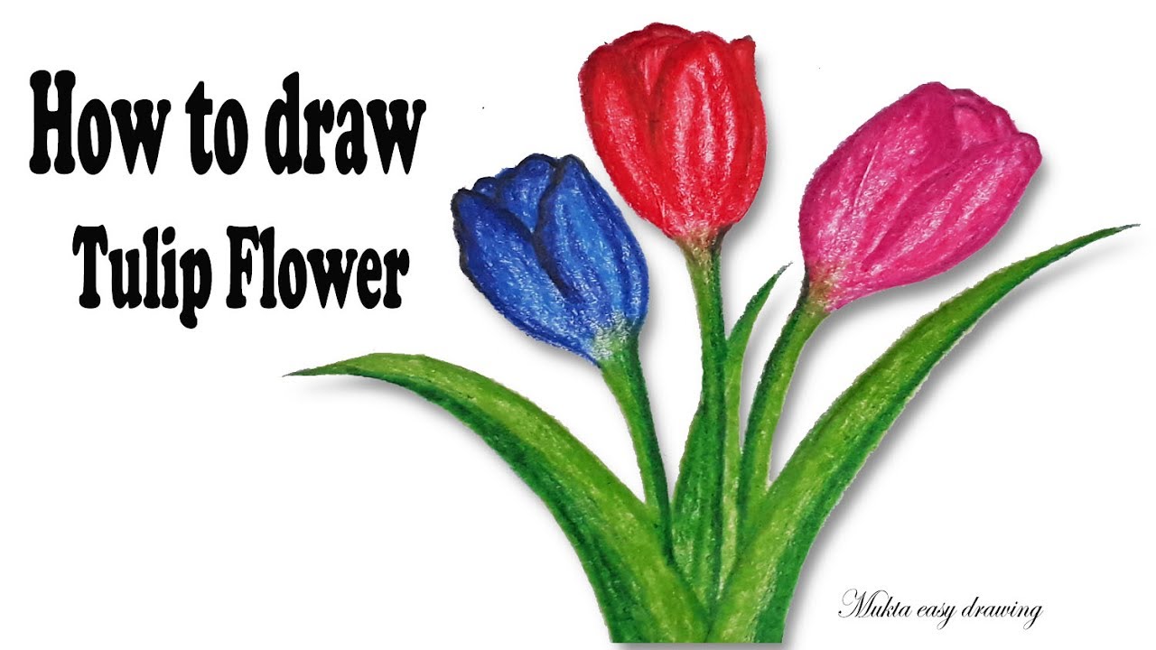 1280x720 How To Draw Tulip Flower Step - Tulip Drawing Step By Step