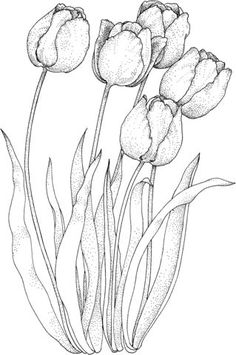 236x355 How To Draw A Tulip Step - Tulip Drawing Step By Step
