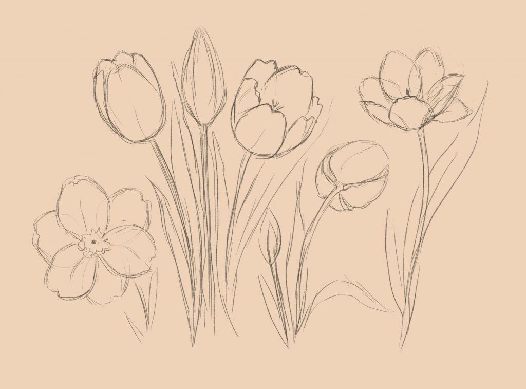 1024x757 How To Draw A Tulip - Tulip Drawing Step By Step