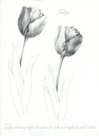 349x480 Drawing Flowers Book - Tulip Drawings In Pencil