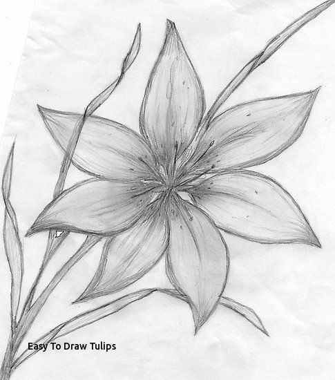 485x550 Easy To Draw Tulips Pencil Drawings Of Flowers - Tulip Drawings In Pencil