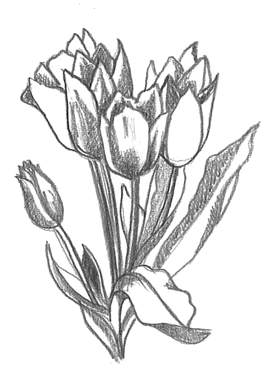 525x743 Flower Sketches - Tulip Drawings In Pencil