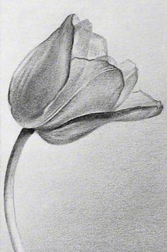 236x356 Flowers For Gt Pencil Drawings Of Tulips Kuns Drawings, Pencil - Tulip Drawings In Pencil