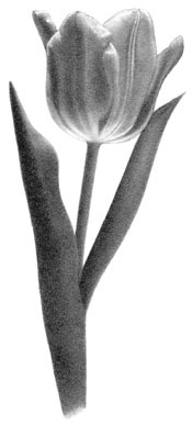 175x387 How I Draw With Graphite Pencil - Tulip Drawings In Pencil
