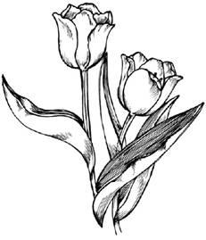 231x269 How To Draw Flowers Drawing Tutorials Drawing How To Draw - Tulip Drawings In Pencil