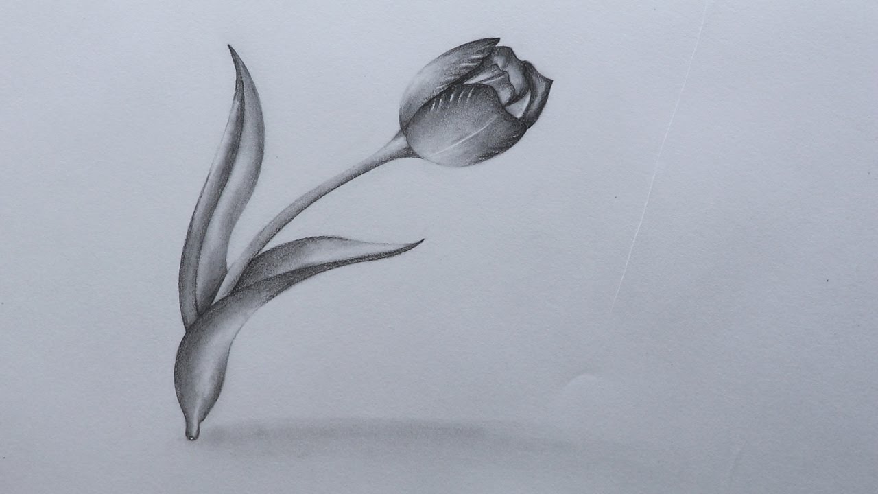 1280x720 How To Sketch A Tulip Flower - Tulip Drawings In Pencil
