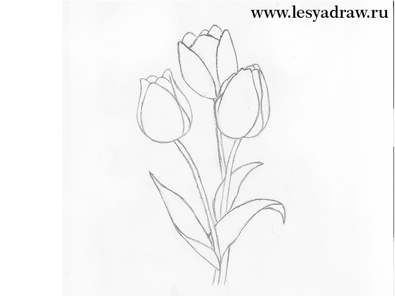800x600 How To Draw A Tulip With A Pencil Step - Tulip Drawings In Pencil