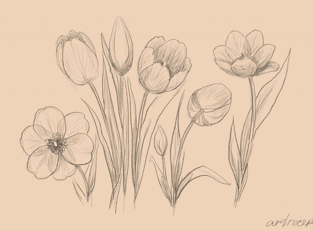 1024x757 How To Draw A Tulip - Tulip Drawings In Pencil