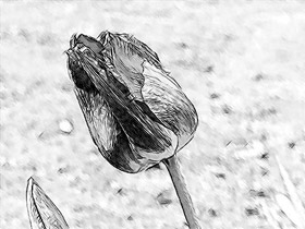 280x210 Pencil Sketch From Photo A Tulip Drawing In Akvis Sketch - Tulip Drawings In Pencil