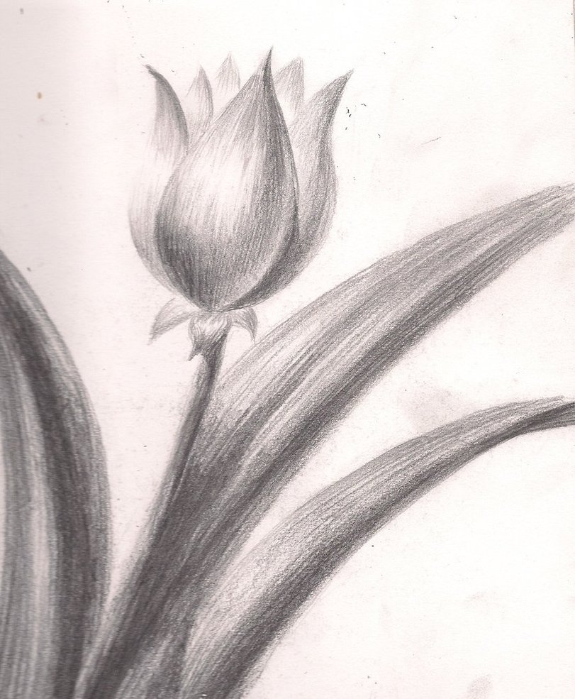 Tulip Drawings In Pencil at Explore collection of
