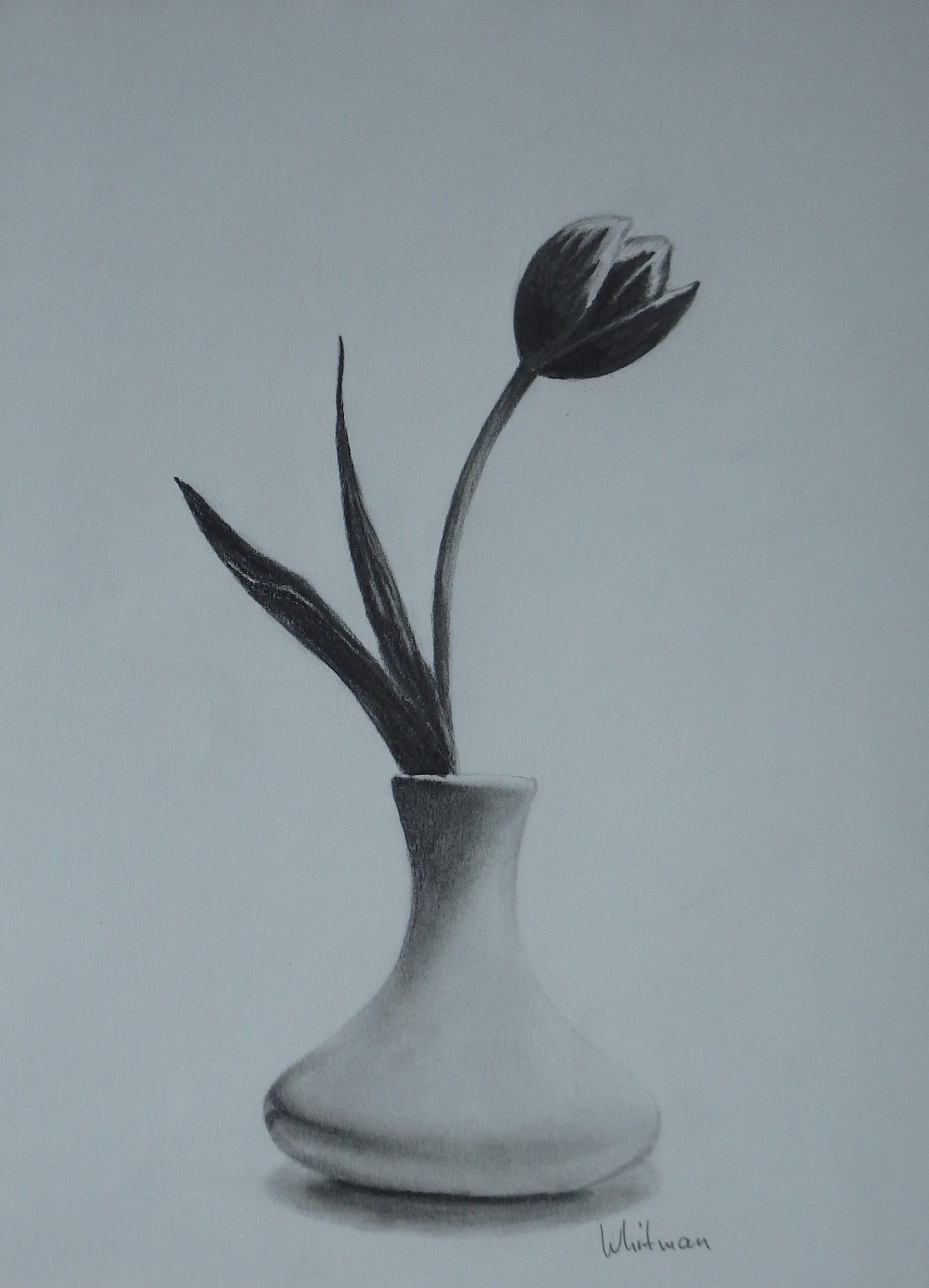 1929x2673 pencil sketches flower vase tulip in a vase, still life sketch - Tulip Drawings In Pencil