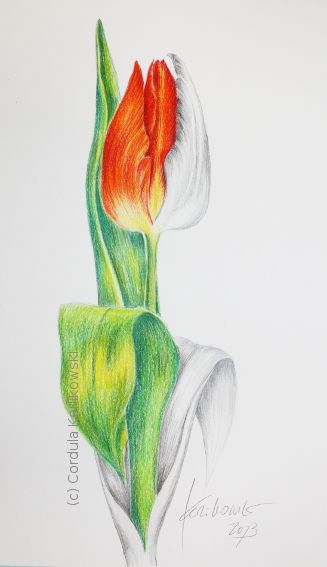 327x567 Red Tulip, Pencil And Watercolor Pencil Drawing - Tulip Drawings In Pencil