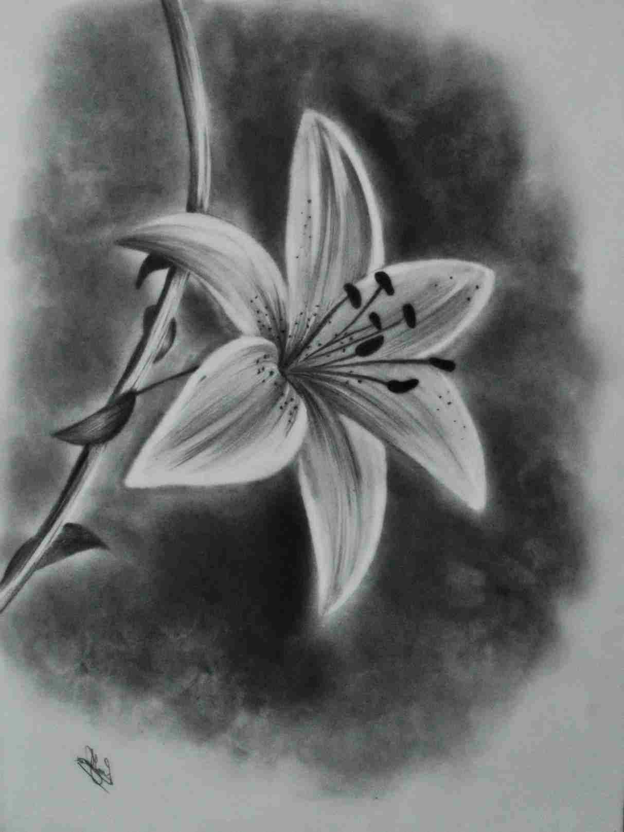 1213x1617 Tulip Flower Pencil Drawing - Tulip Drawings In Pencil