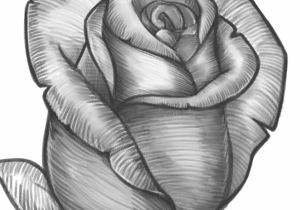 300x210 Tulip Flower Pencil Sketch - Tulip Drawings In Pencil