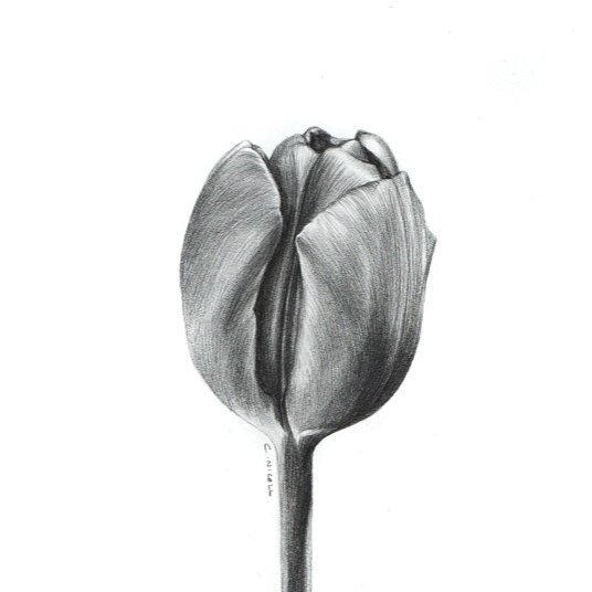 536x536 Clara Nicoll On Twitter A Pencil Drawing Of A Tulip Seeing As - Tulip Drawings In Pencil