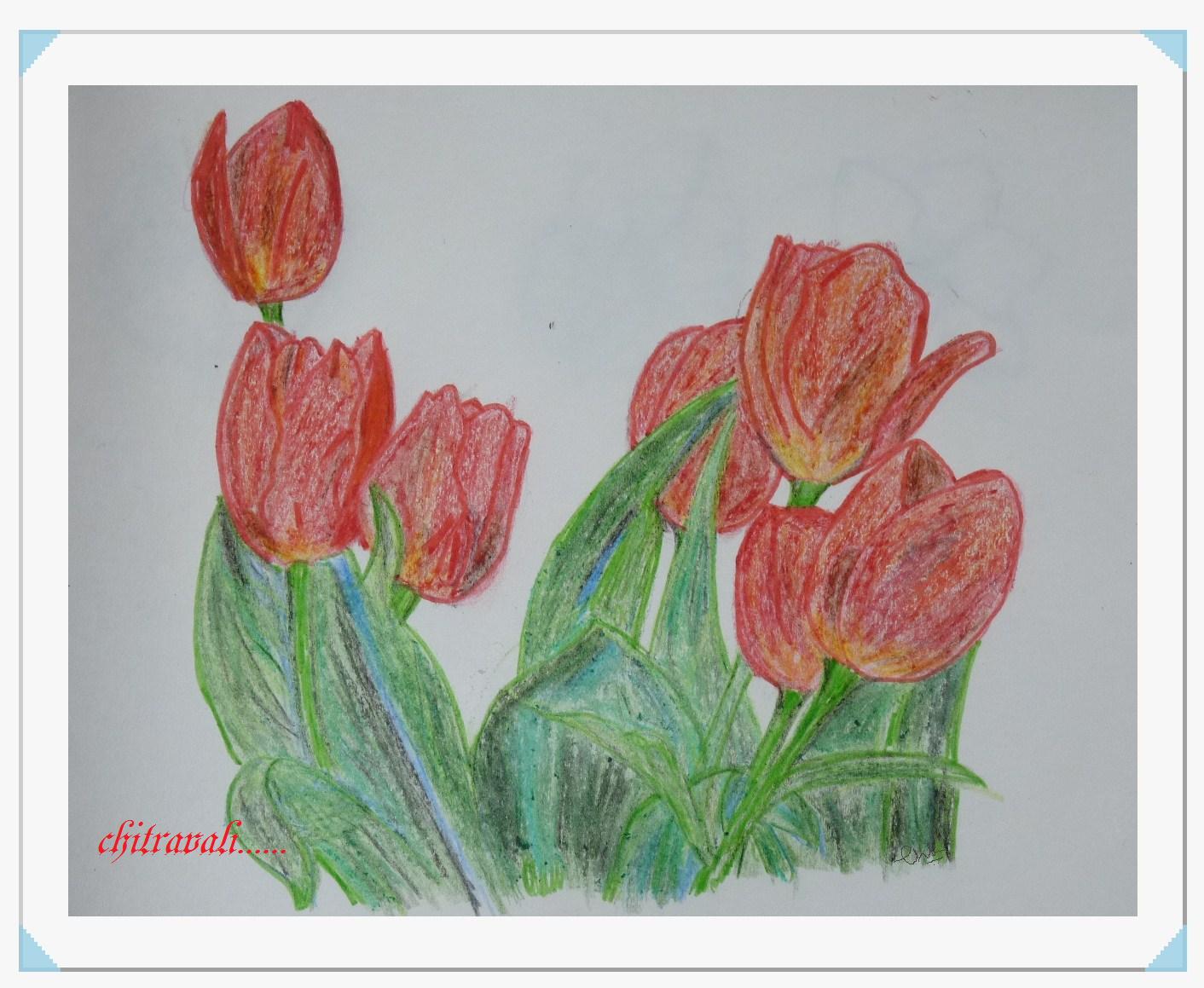 1412x1159 Chitravali Colour Pencil Drawing - Tulip Drawings In Pencil