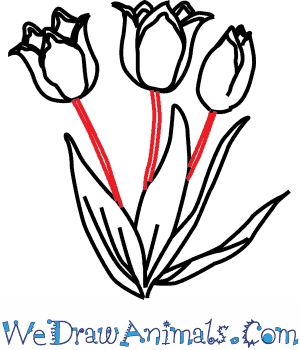 300x350 How To Draw A Tulip Flower - Tulip Flower Drawing