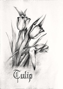 213x300 Tulip Drawing - Tulip Flower Drawing